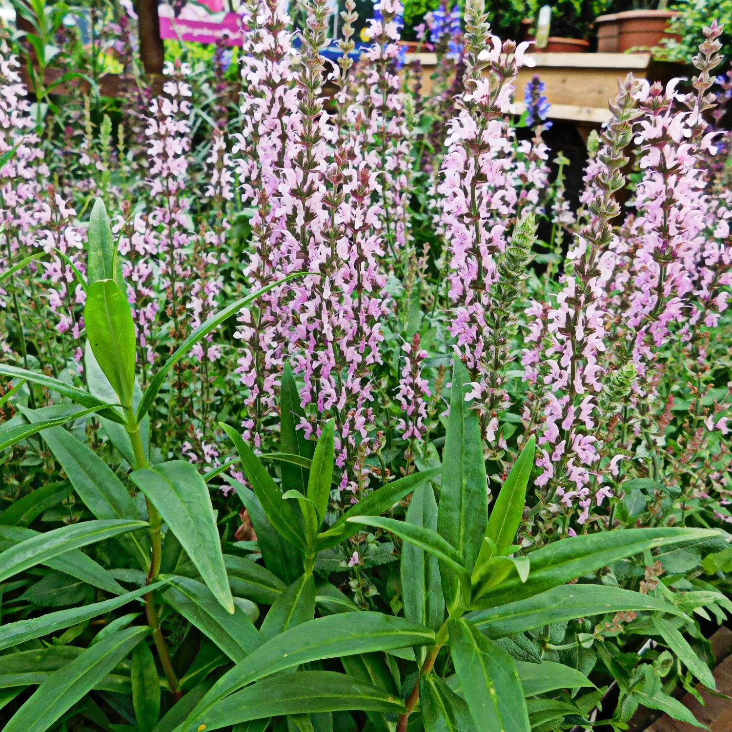 Plant Of The Month - July - Salvia - Monkton Elm Garden Centre