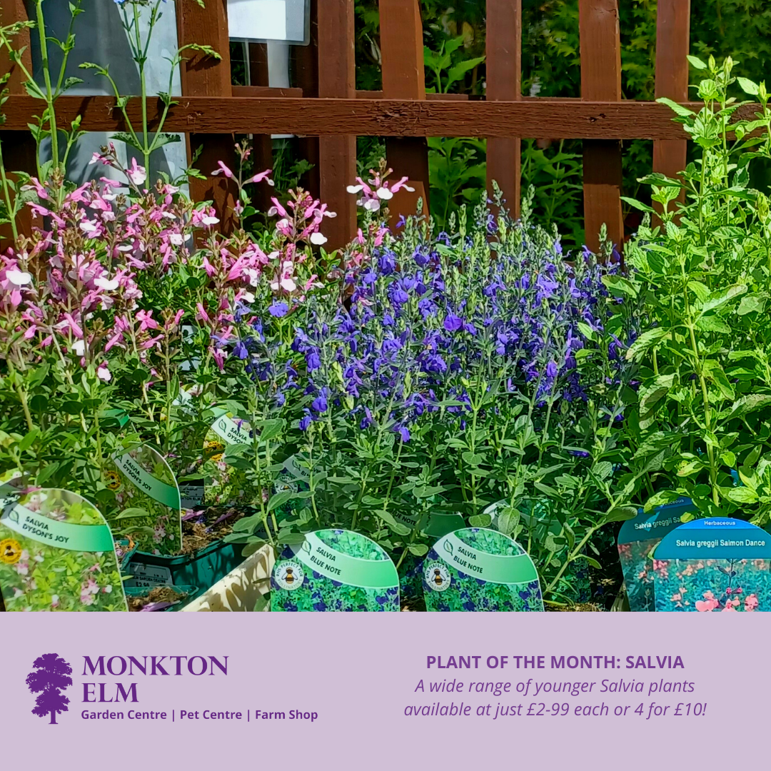 Plant Of The Month | July 2022 | Monkton Elm Garden Centre
