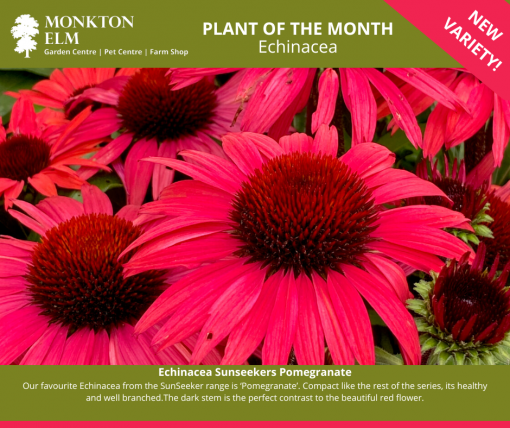 Plant Of The Month August | Monkton Elm Garden Centre | Somerset