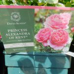 PRINCESS ALEXANDRA OF KENT (ROSE)