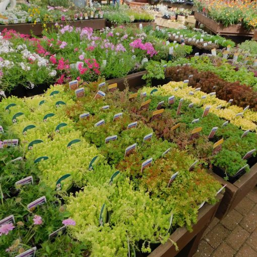 5 X 9CM ALPINES FOR £10.00 - Image 2