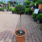 LIGUSTRUM JONANDRUM MINI STANDARD