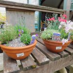 ALPINE PLANTED BOWL