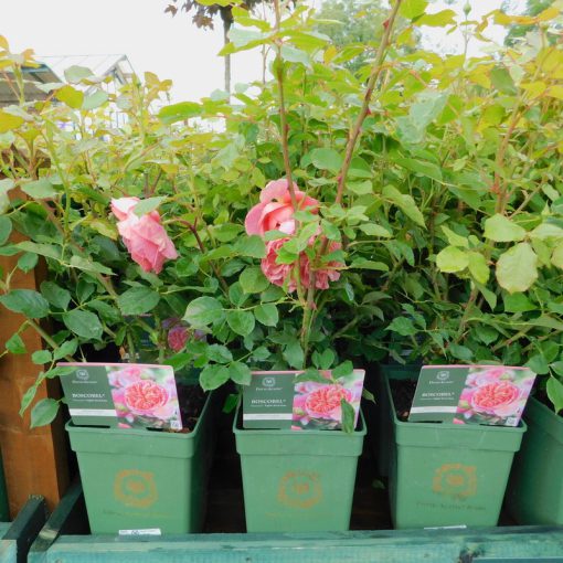 BOSCOBEL (David Austin Rose) 6 Litre pot - Image 2