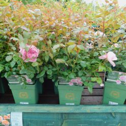 Alternative view of THE ANCIENT MARINER (David Austin Rose) 6 Litre Pot