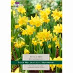 Narcissus Tete A Tete