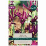Iris Reticulata J S Dijt