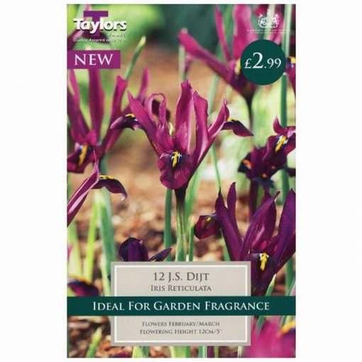 Iris Reticulata J S Dijt