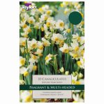 NARCISSUS CANALICULATUS 10-12