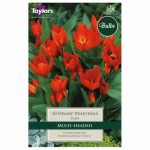 Tulip Dwarf Praestans