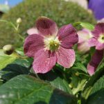 HELLEBORUS VIV VICTORIA