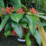 SKIMMIA REEVESIANA