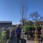 BETULA UTILIS JACQUEMONTII