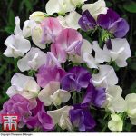 THOMPSON AND MORGAN SWEET PEA SCENT INFUSION