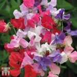 THOMPSON AND MORGAN SWEET PEA EARLY MAMMOTH MIXED
