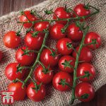 THOMPSON AND MORGAN TOMATO SWEET SUCCESS SEEDS
