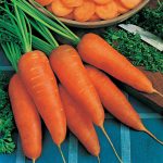 FOTHERGILLS CARROT CHANTENAY RED CORED 2