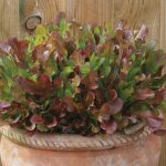 FOTHERGILLS MIXED LETTUCE RED LEAVES