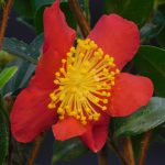 CAMELIA X VERNALIS  'YULETIDE' - 19CM POT