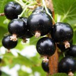 BLACKCURRANT BEN ALDER 3 Litre pot