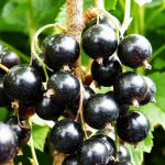 BLACKCURRANT BEN LOMOND 3 Litre pot