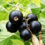 BLACKCURRANT BIG BEN 3 Litre pot