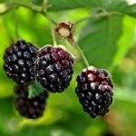 BOYSENBERRY 3 Litre pot