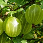 GOOSEBERRY HINNONMAKI YELLOW 3 Litre pot