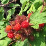 JAPANESE WINEBERRY 3 Litre pot