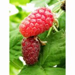 LOGANBERRY THORNLESS 3 Litre pot