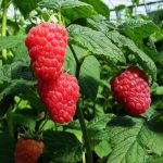 RASPBERRY MALLING JEWEL 5 per pot