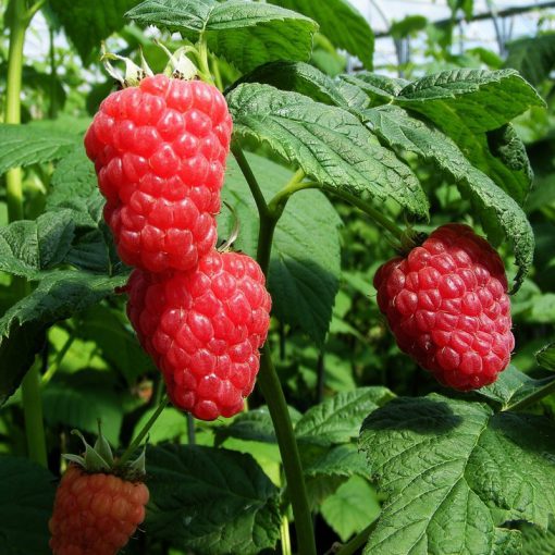 RASPBERRY MALLING JEWEL 5 per pot