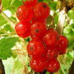 REDCURRANT ROSETTA 3 Litre pot