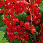 REDCURRANT ROVADA 3 Litre pot