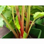 RHUBARB VICTORIA 3 Litre pot