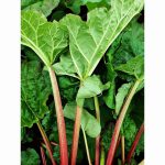 RHUBARB STOCKBRIDGE ARROW 3 Litre pot