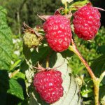 RASPBERRY AUTUMN BLISS 5 plants per pot