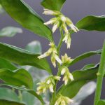 SARCOCOCCA CONFUSA - 4L POT