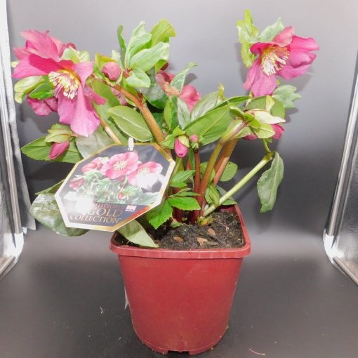 HELLEBORUS LEONA 3 litre pot - Image 2