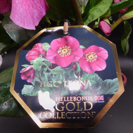 HELLEBORUS LEONA 3 litre pot - Image 3