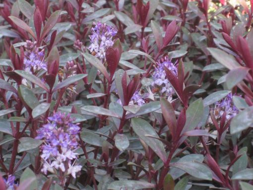 HEBE CALEDONIA 2 Litre pot