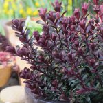 HEBE CLARET CRUSH 2 Litre pot