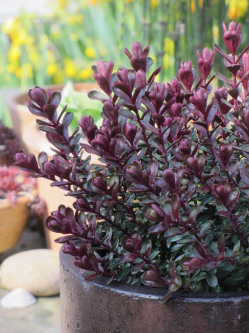 HEBE CLARET CRUSH 2 Litre pot