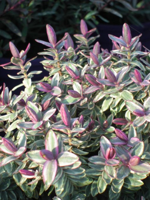 HEBE SILVER DOLLAR 2 Litre pot