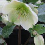 HELLEBORUS X ERICSMITHII MOONDANCE 2 Litre pot