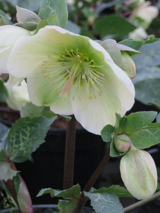 HELLEBORUS X ERICSMITHII MOONDANCE 2 Litre pot