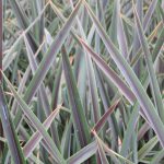 PHORMIUM CHOCOMINT 3 Litre pot