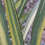 PHORMIUM COOKIANUM CREAM DELIGHT 3 Litre pot