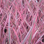 PHORMIUM JOKER 3 Litre pot