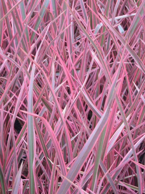PHORMIUM JOKER 3 Litre pot